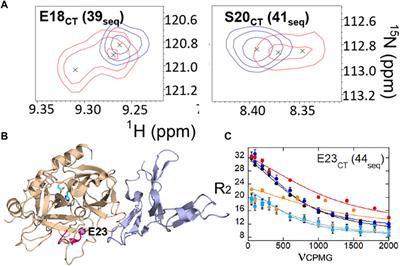 Dynamic allostery in thrombin—a review